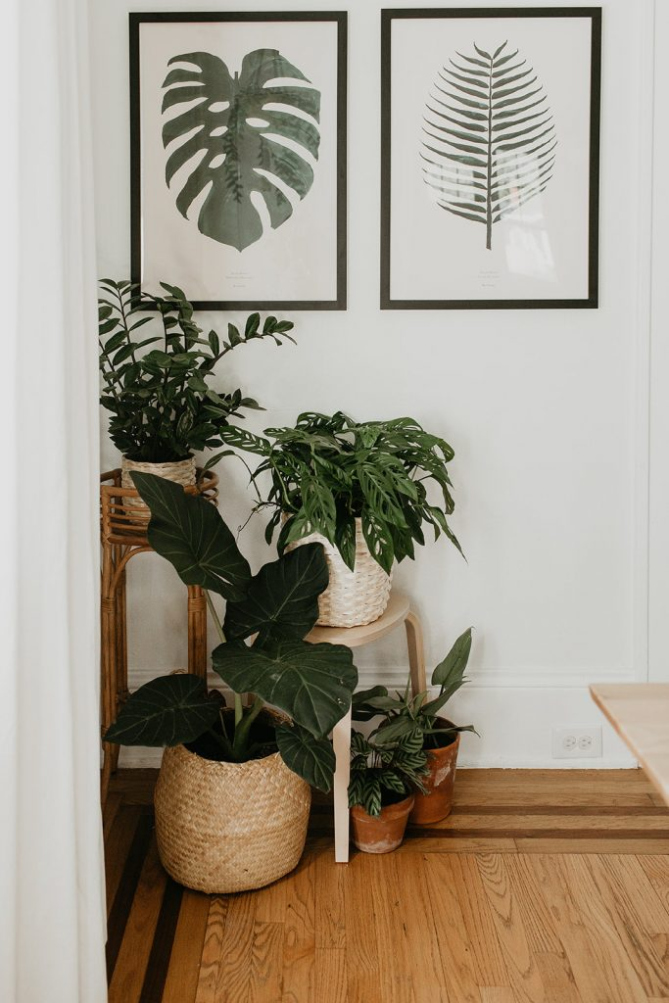 Ways to use Indoor Plants in your Home Decor - Home with Holliday